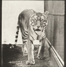 Plate 730 Tigress walking and turning around — figure reference